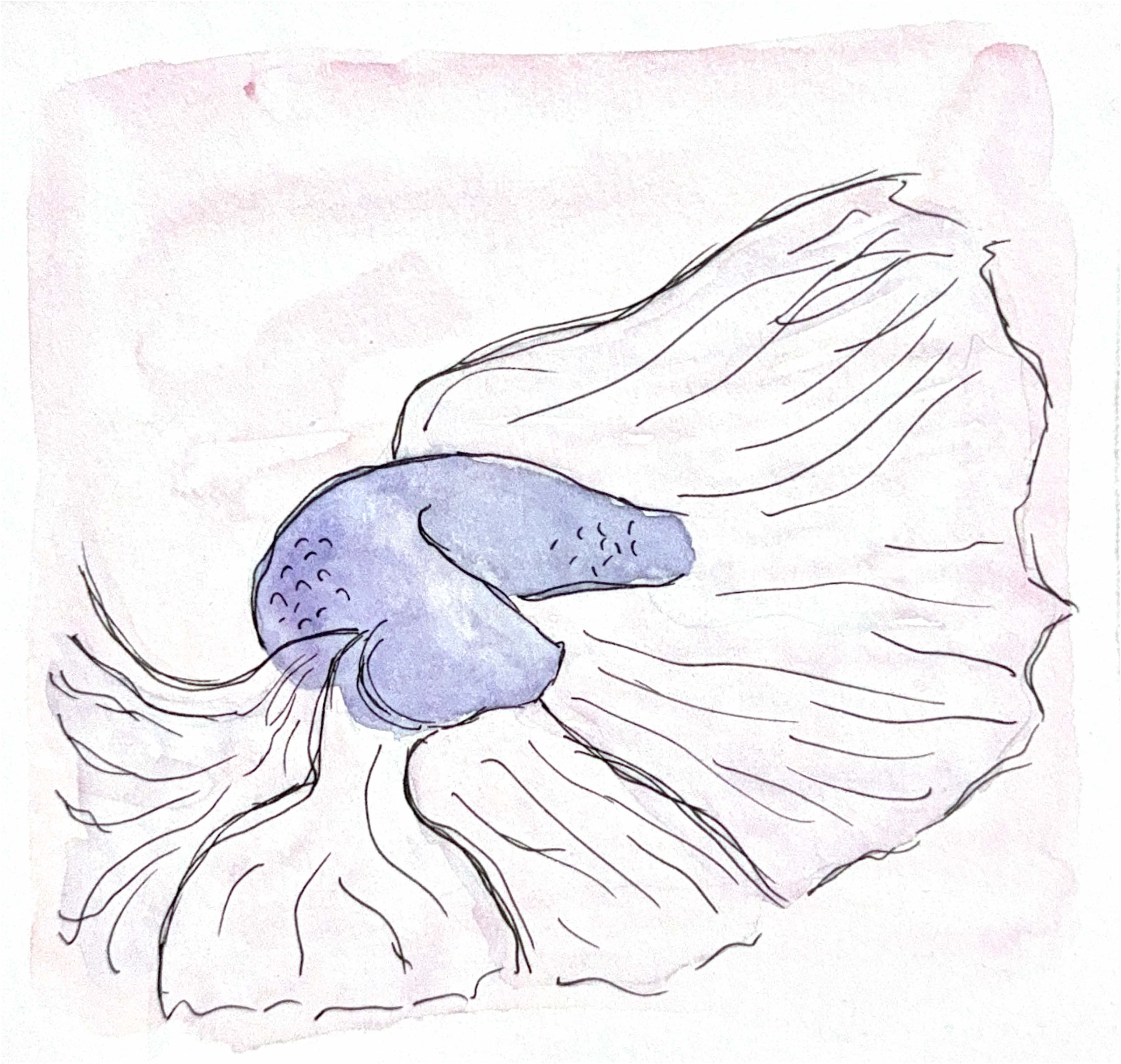 DRAWING — violet wash ink